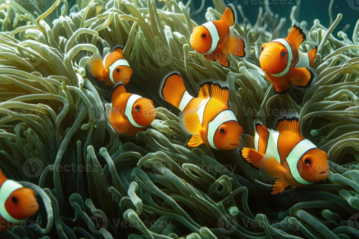 A group of vibrant clownfish swimming among the tentacles of a sea anemone. photo
