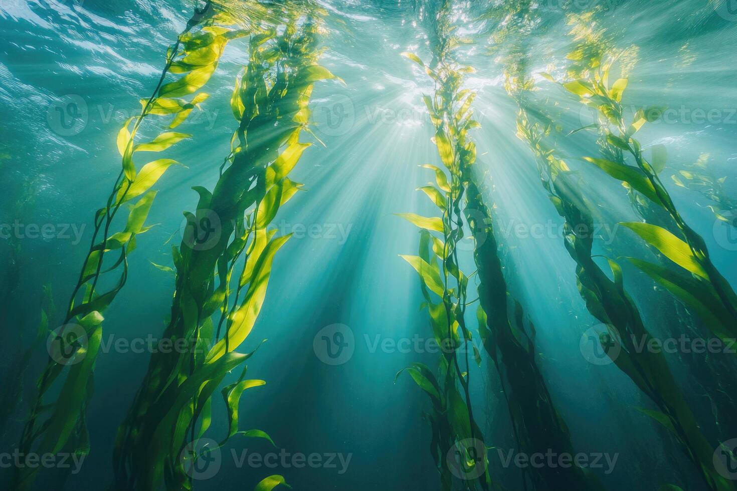 A serene underwater view of a kelp forest swaying gently in the ocean current. photo
