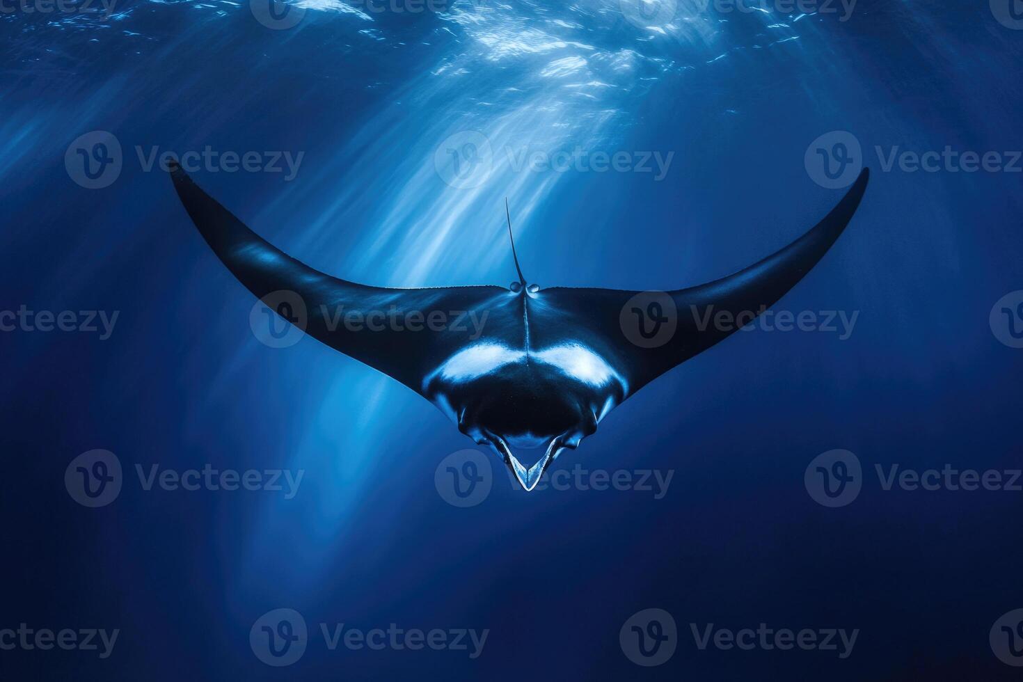 A manta ray gliding effortlessly through the oceans blue depths. photo