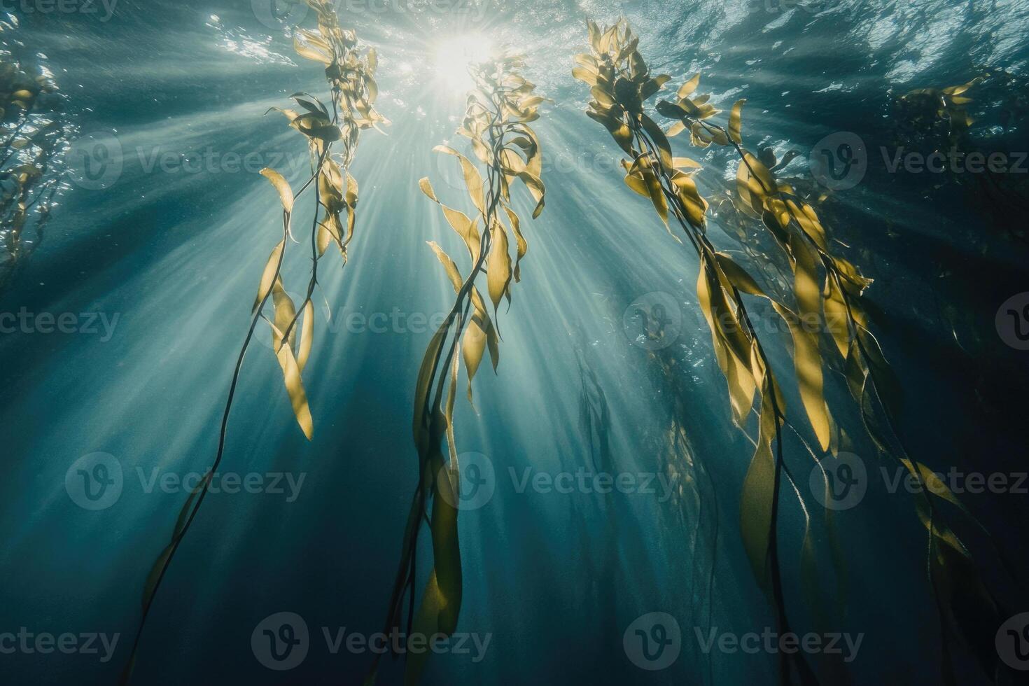 A serene underwater view of a kelp forest swaying gently in the ocean current. photo
