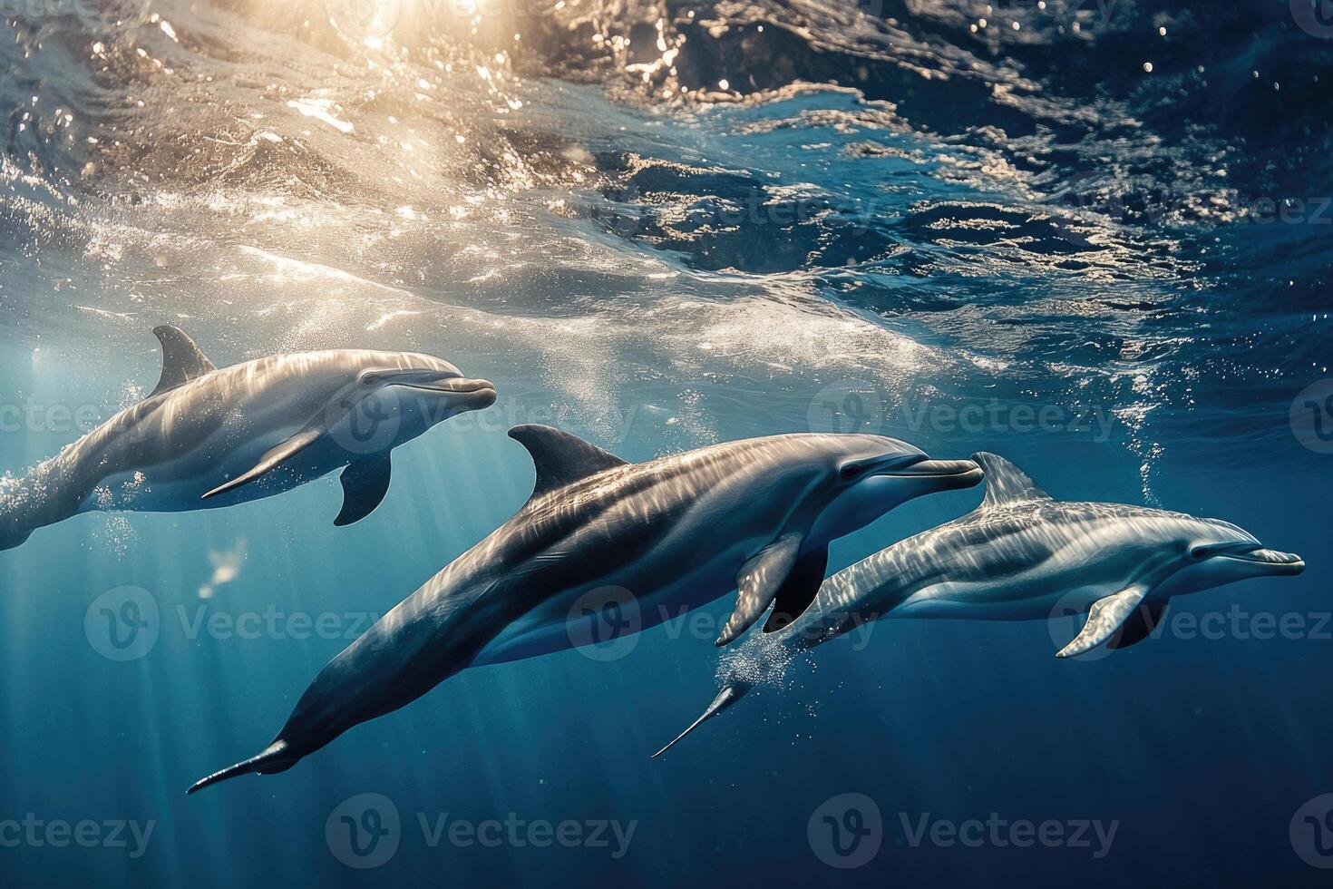 A group of dolphins playfully swimming near the surface of the water. photo