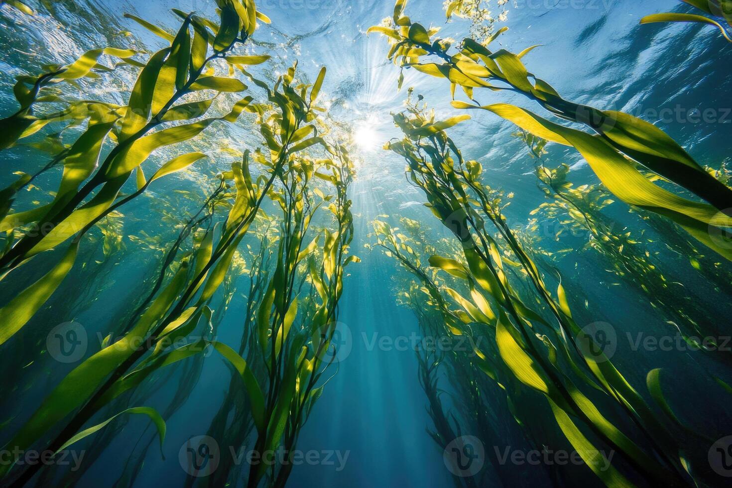 A serene underwater view of a kelp forest swaying gently in the ocean current. photo