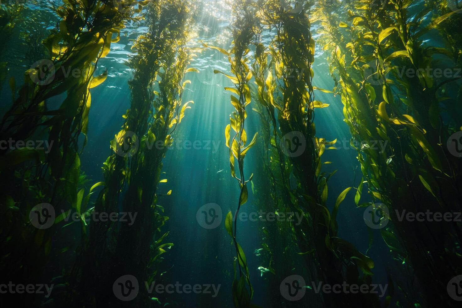 A serene underwater view of a kelp forest swaying gently in the ocean current. photo