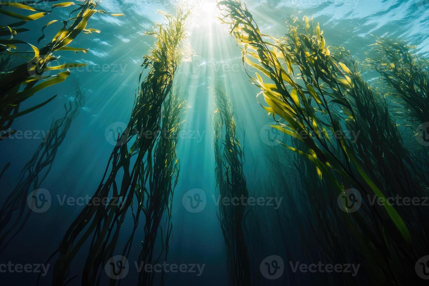 A serene underwater view of a kelp forest swaying gently in the ocean current. photo