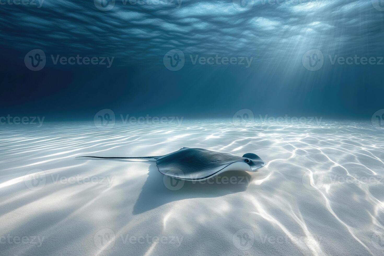 A graceful stingray gliding over a sandy ocean bed. photo
