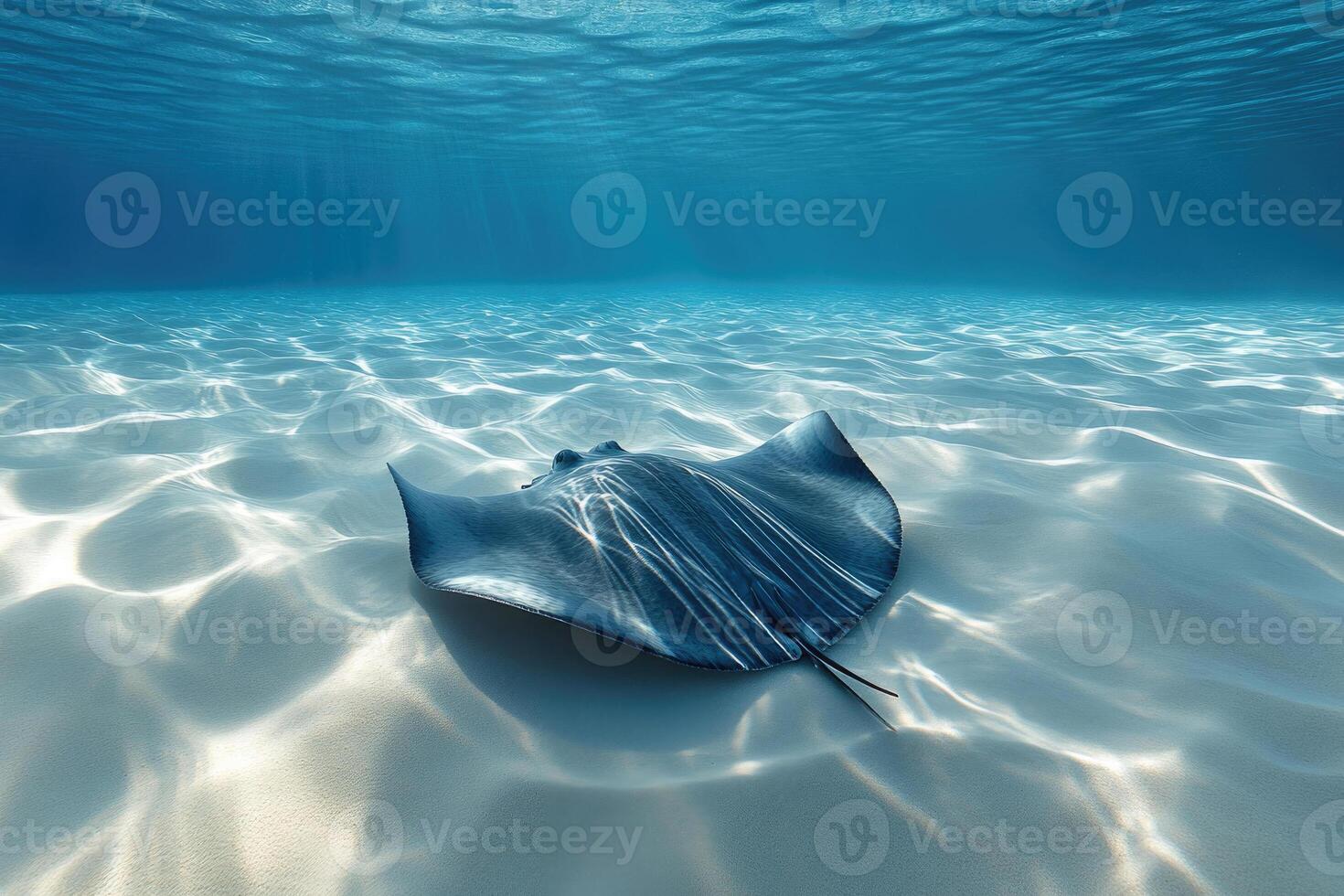 A graceful stingray gliding over a sandy ocean bed. photo