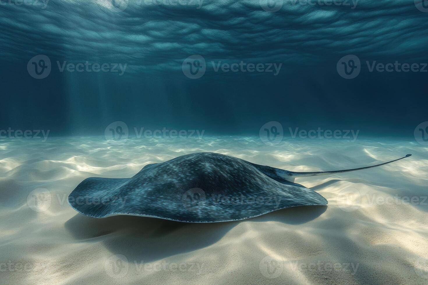 A graceful stingray gliding over a sandy ocean bed. photo