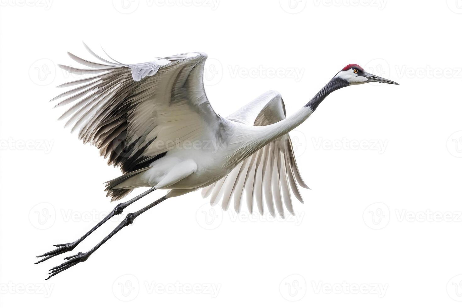 A poised crane with elongated neck in mid-flight. photo