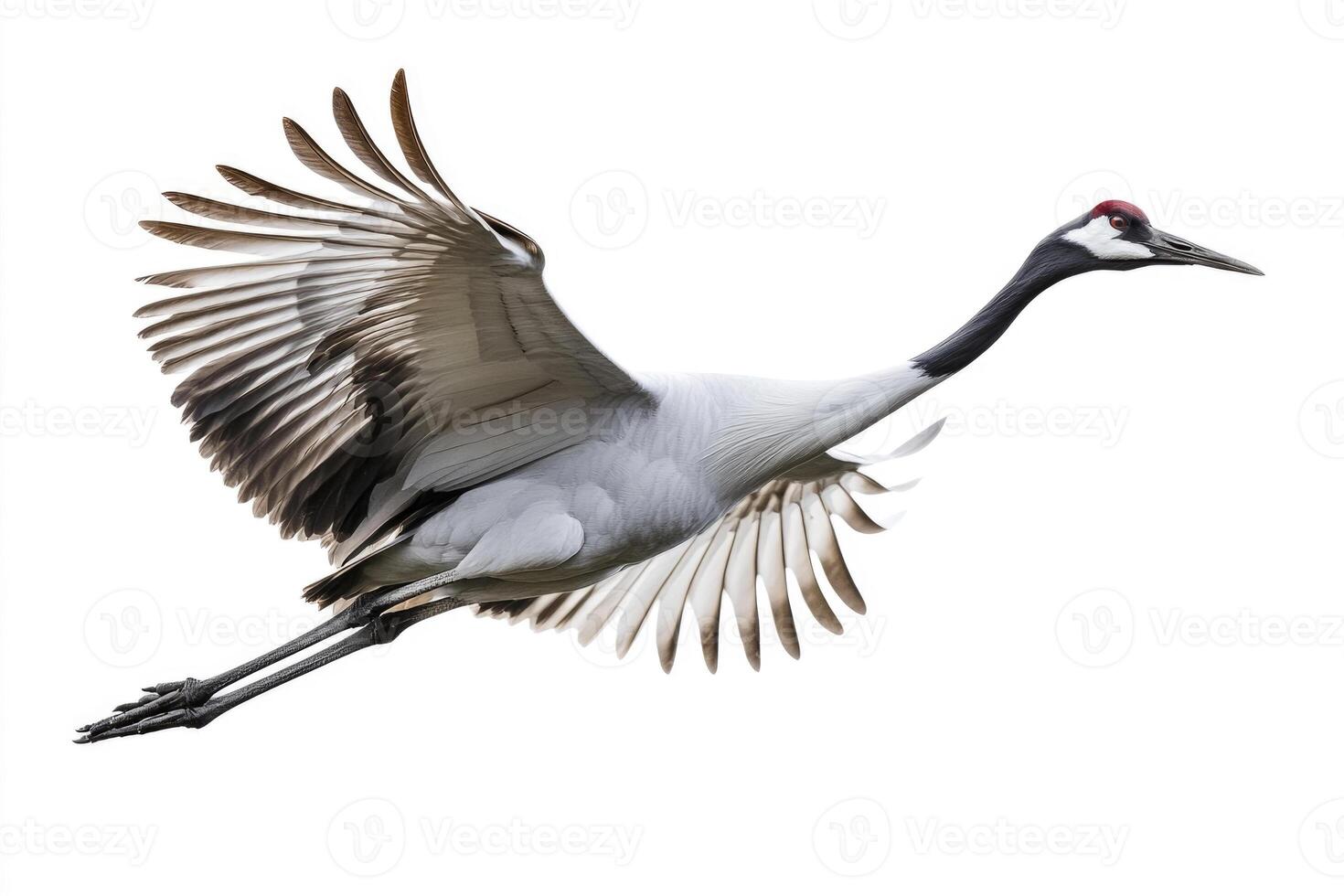 A poised crane with elongated neck in mid-flight. photo