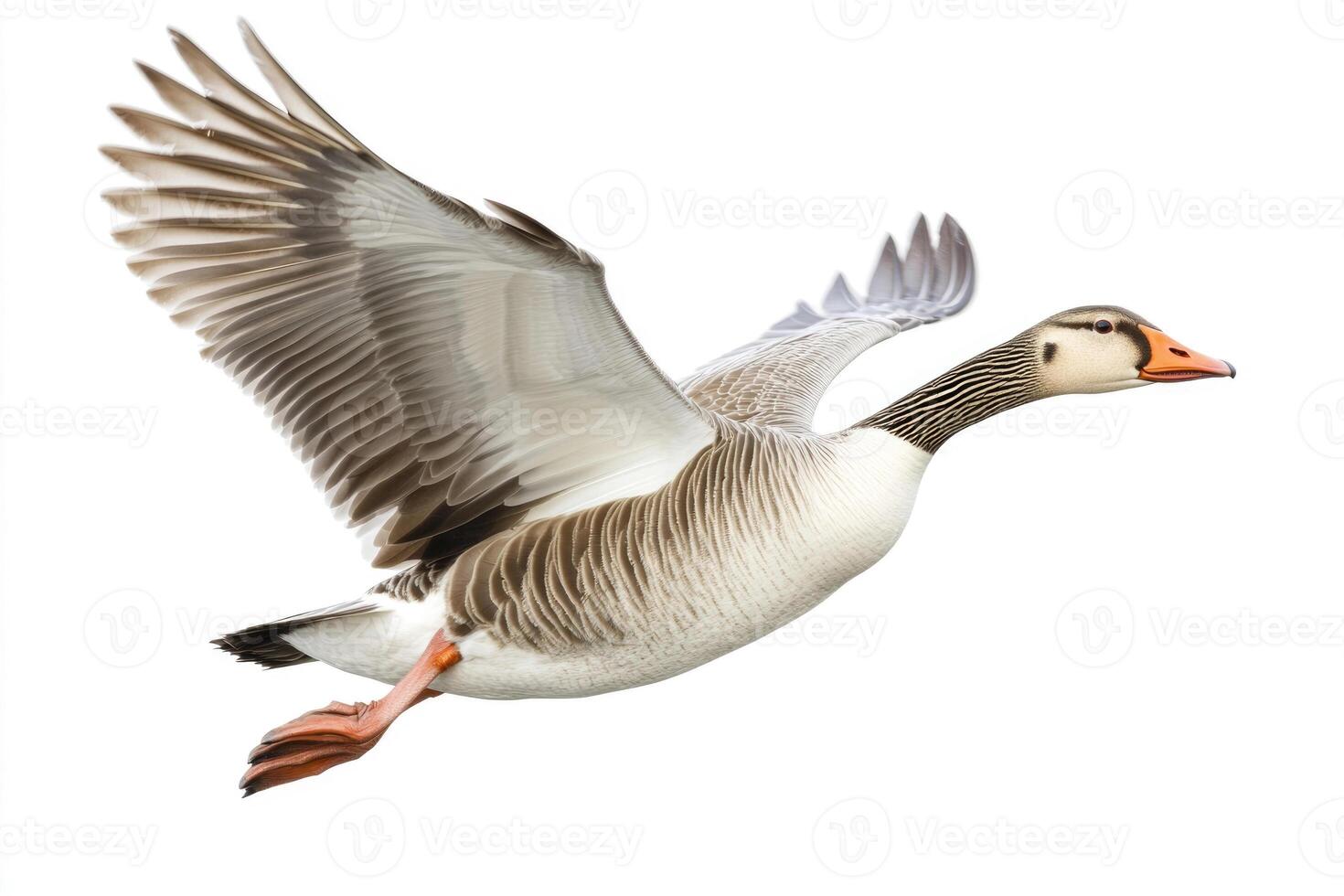 A serene goose with outstretched wings. photo