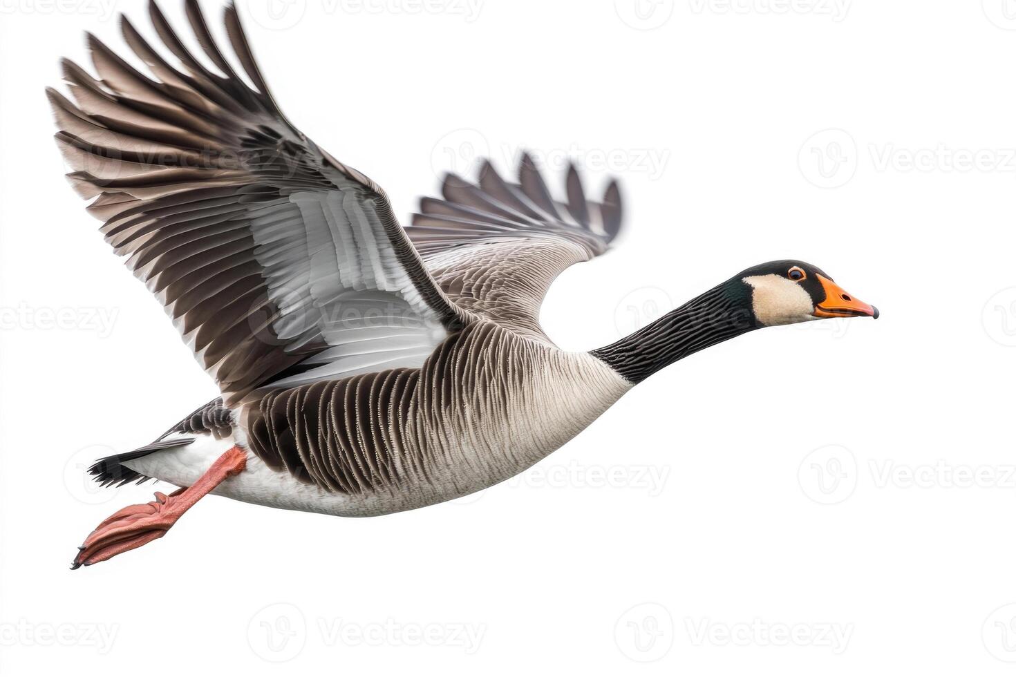 A serene goose with outstretched wings. photo