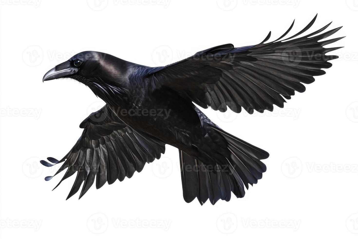 A raven with glossy black feathers in flight. photo