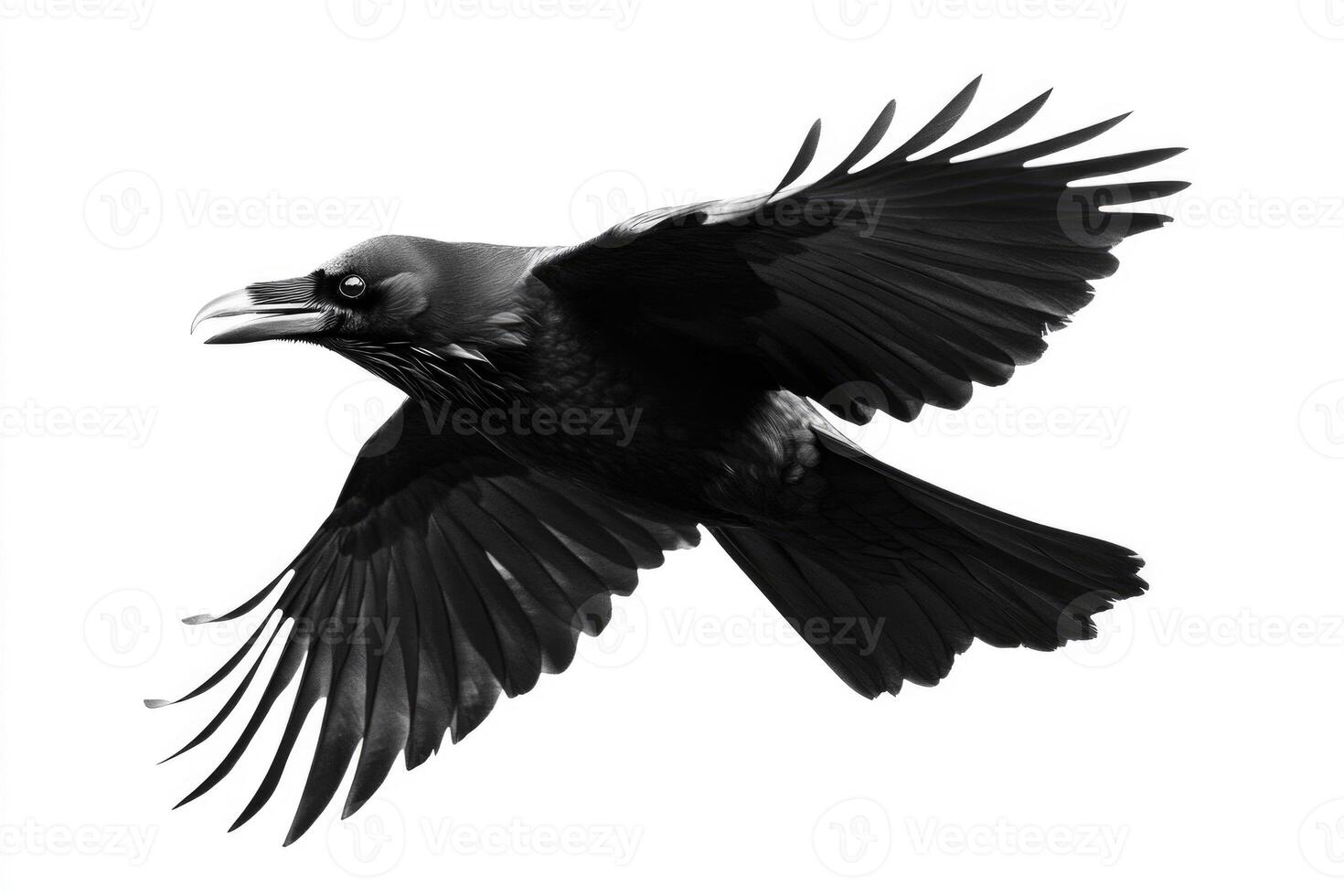 A raven with glossy black feathers in flight. photo