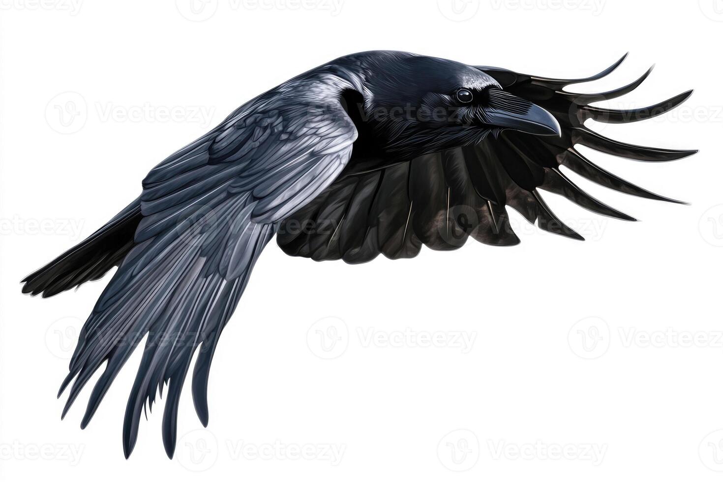 A raven with glossy black feathers in flight. photo
