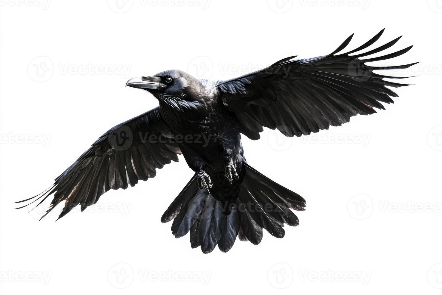 A raven with glossy black feathers in flight. photo