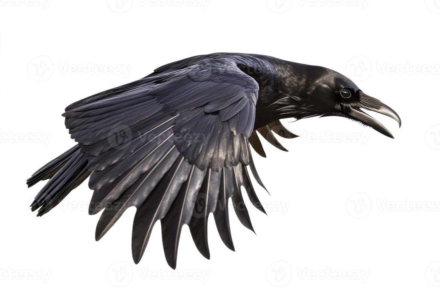 A raven with glossy black feathers in flight. photo