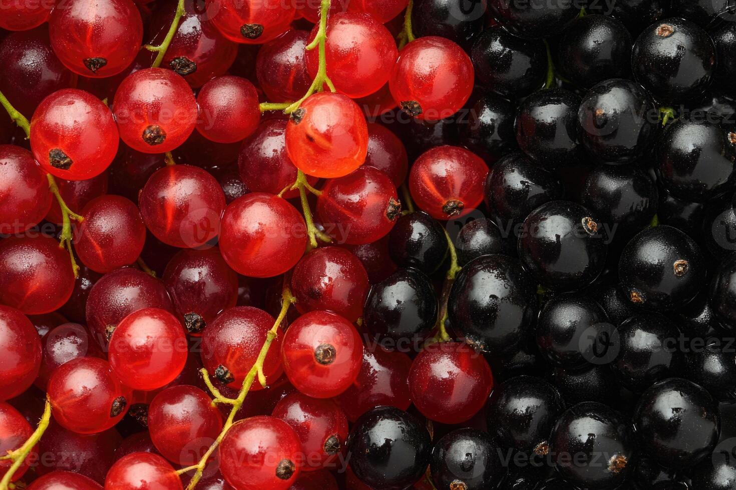 A vivid mix of red and black currants creates a rich, textured background. photo
