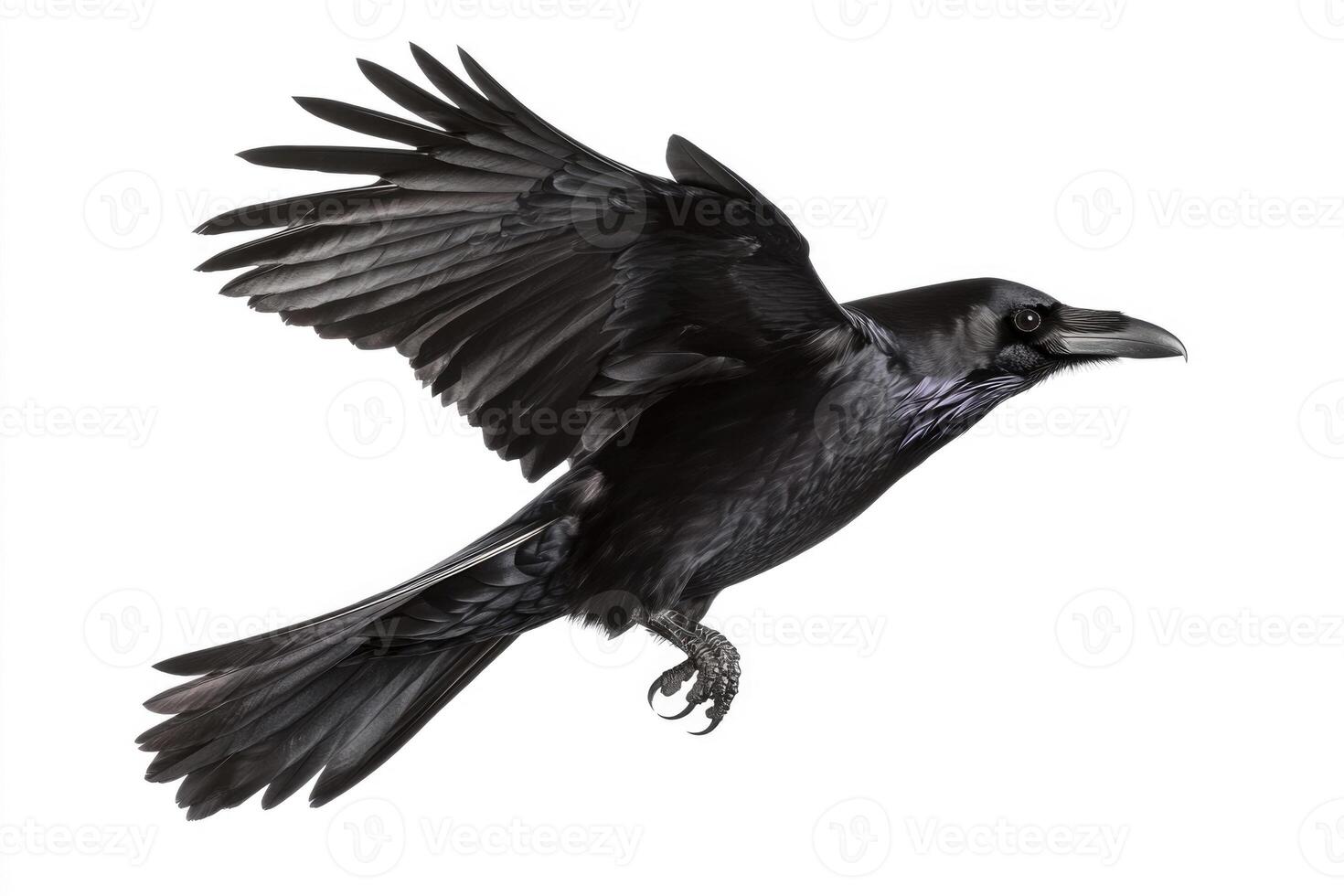 A raven with glossy black feathers in flight. photo