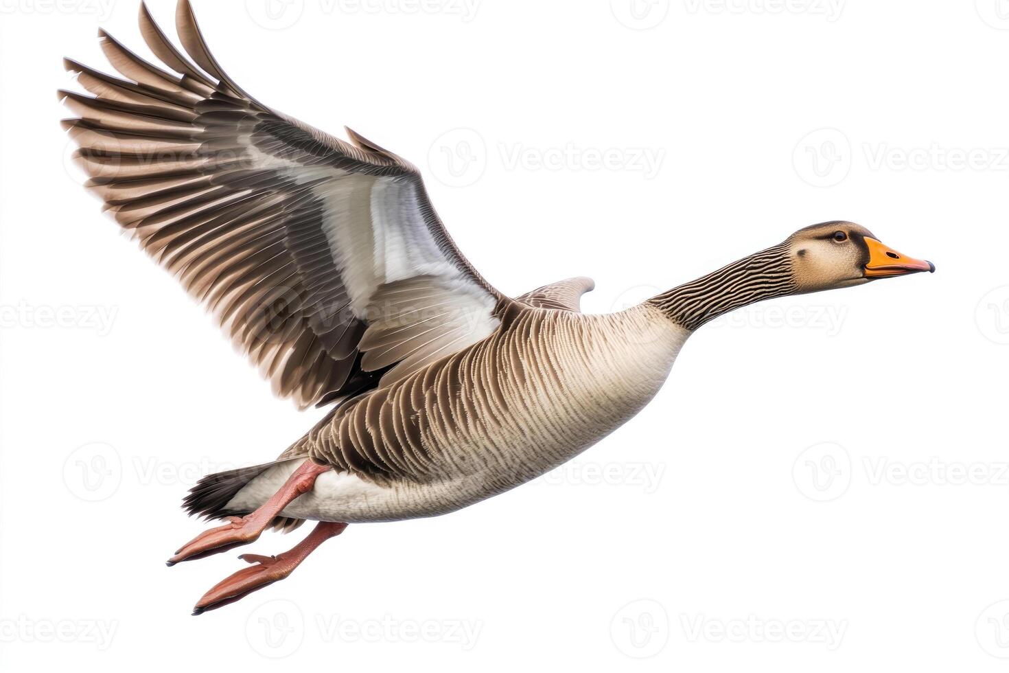 A serene goose with outstretched wings. photo