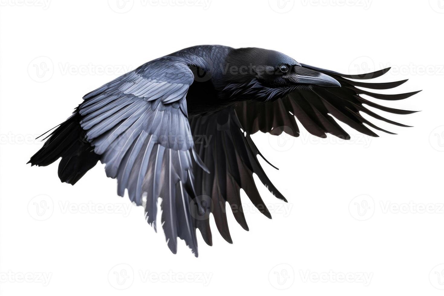 A raven with glossy black feathers in flight. photo