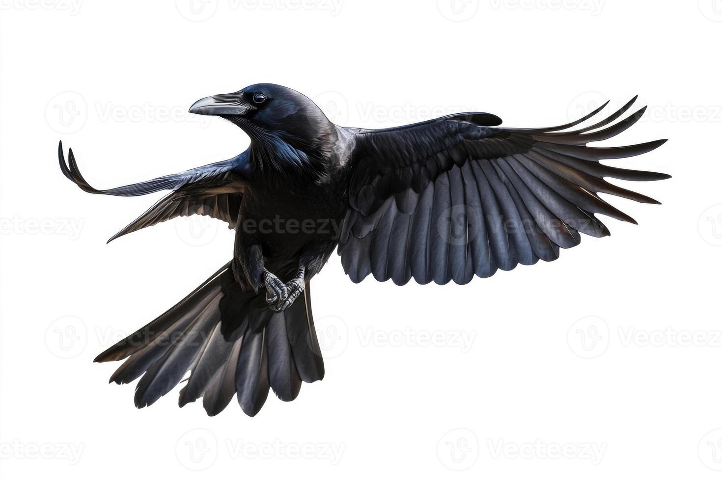A raven with glossy black feathers in flight. photo