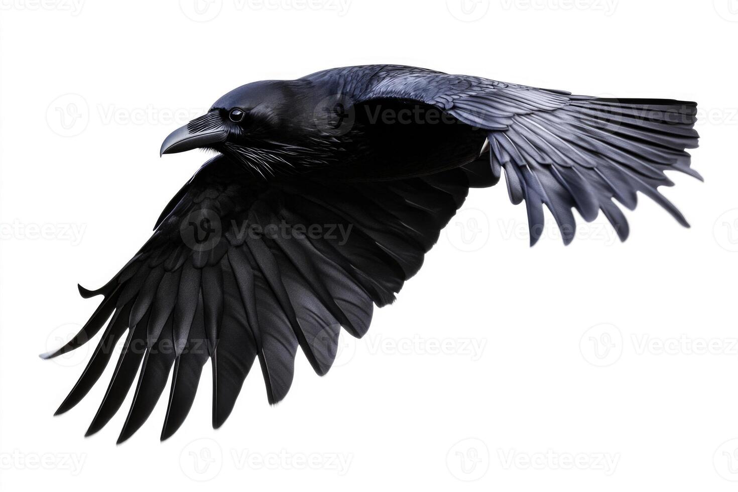 A raven with glossy black feathers in flight. photo