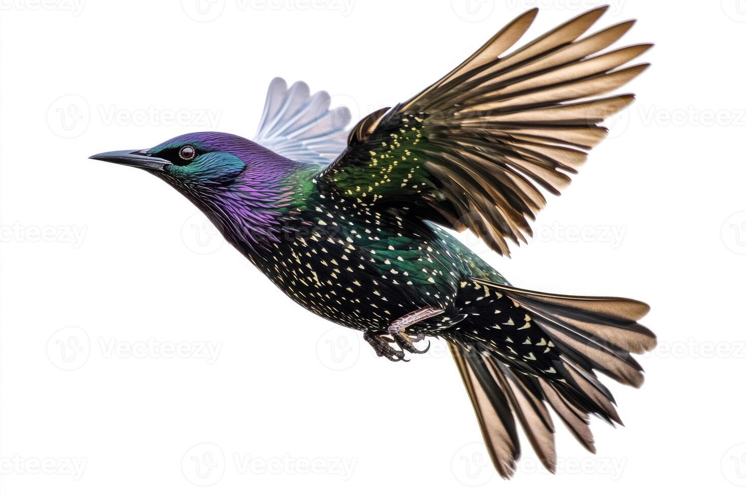 A starling mid-flight, iridescent feathers shimmering. photo