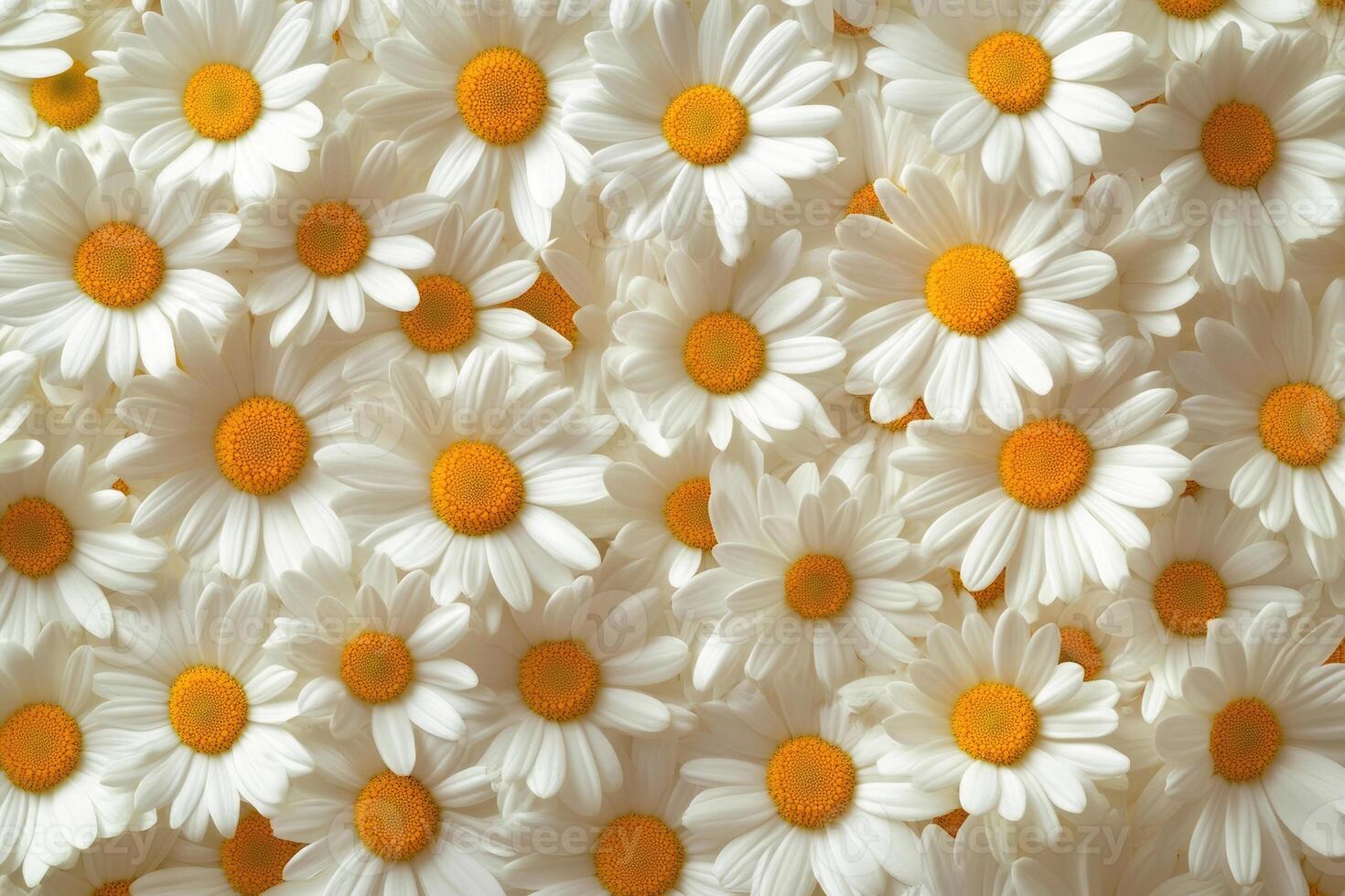 A charming display of daisies creates a fresh, sunny background. photo