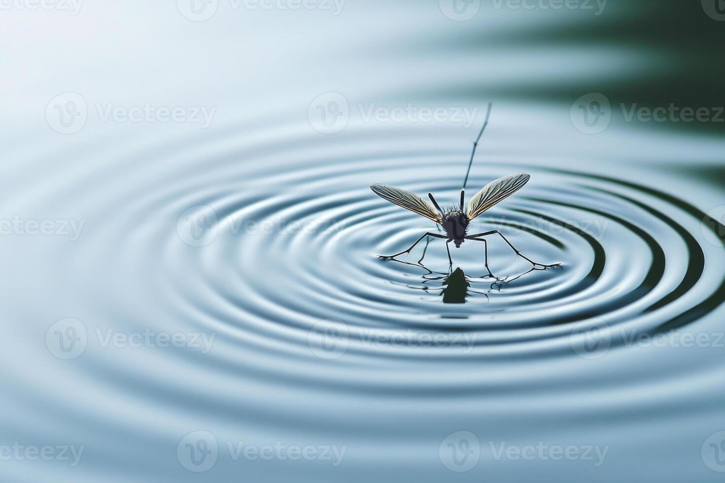 A mosquito resting on the surface of water. photo