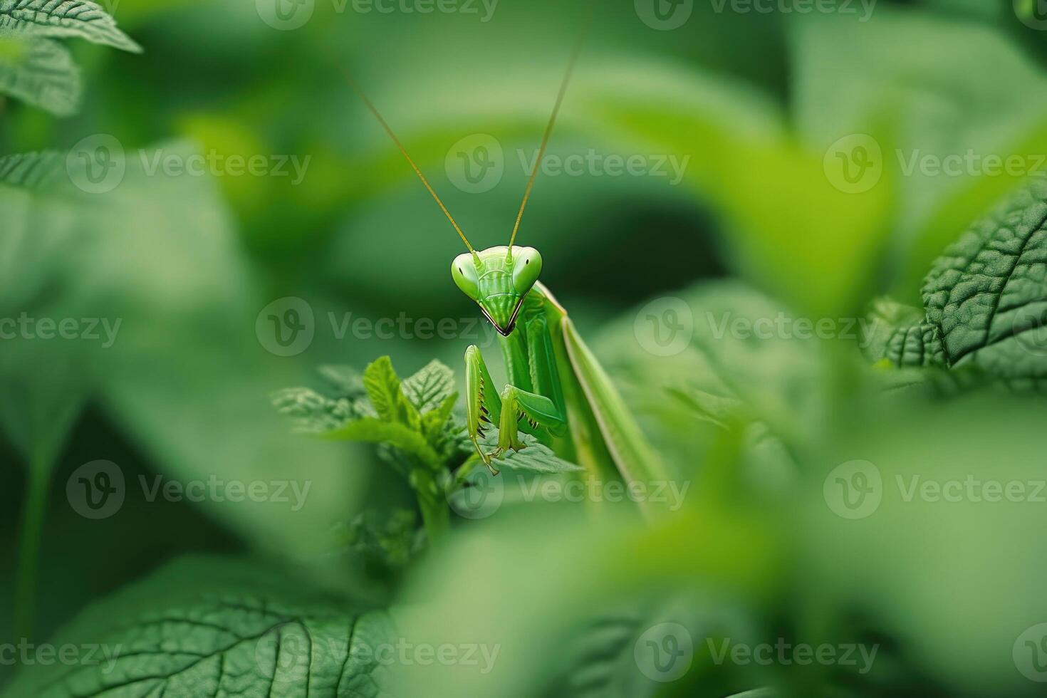 A praying mantis hidden among garden plants. photo