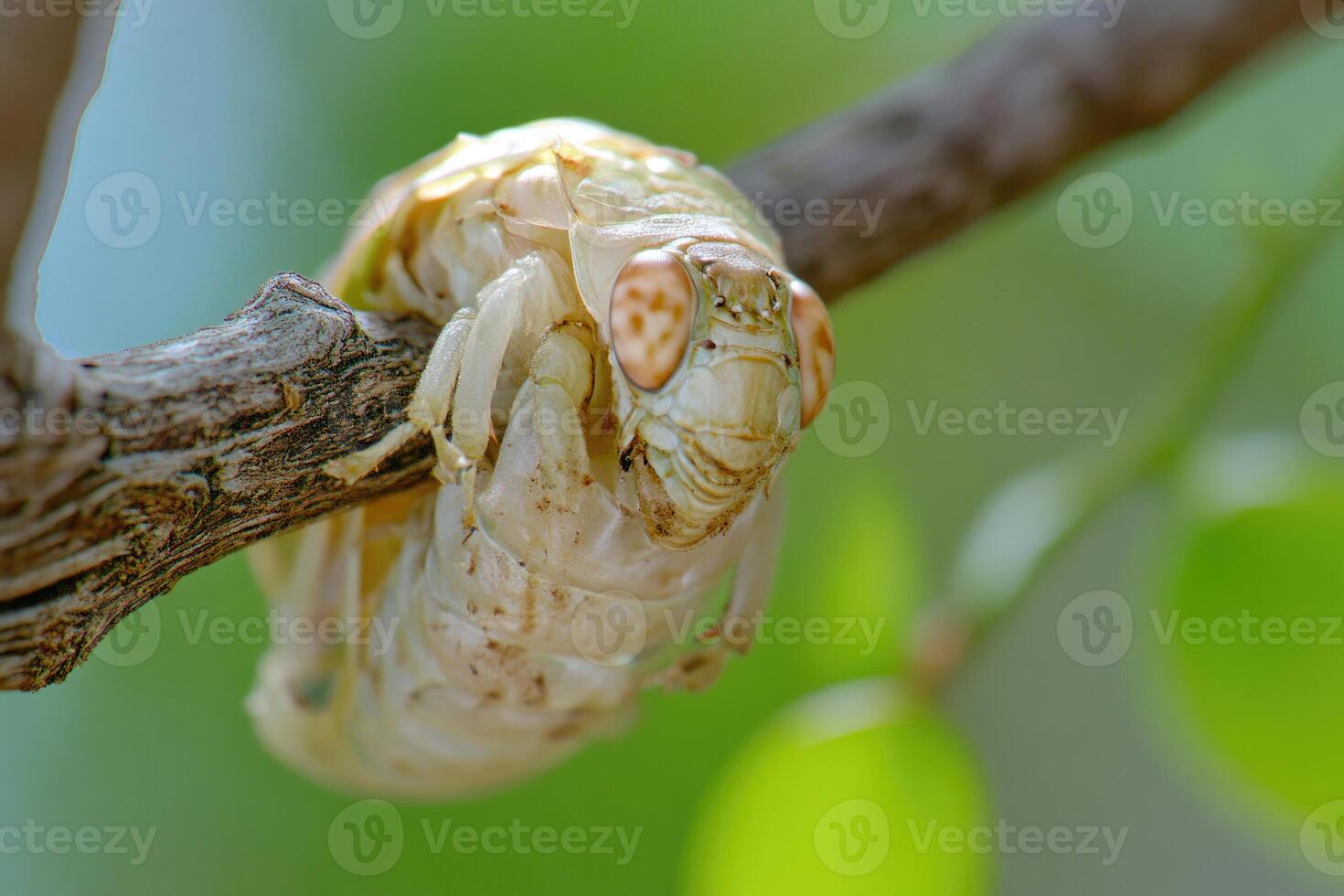 A cicada emerging from its exoskeleton. photo