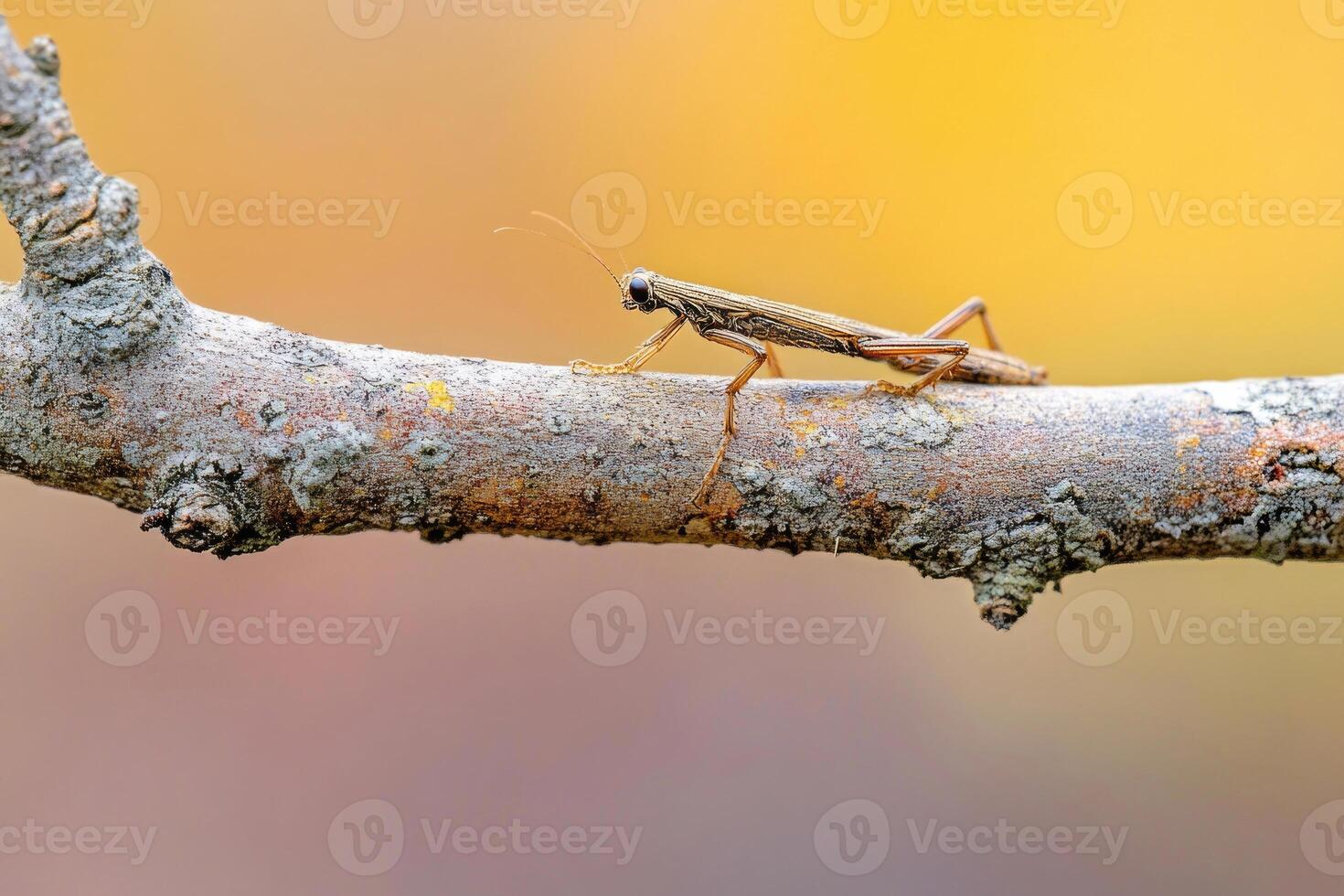 A stick insect perfectly camouflaged on a branch. photo