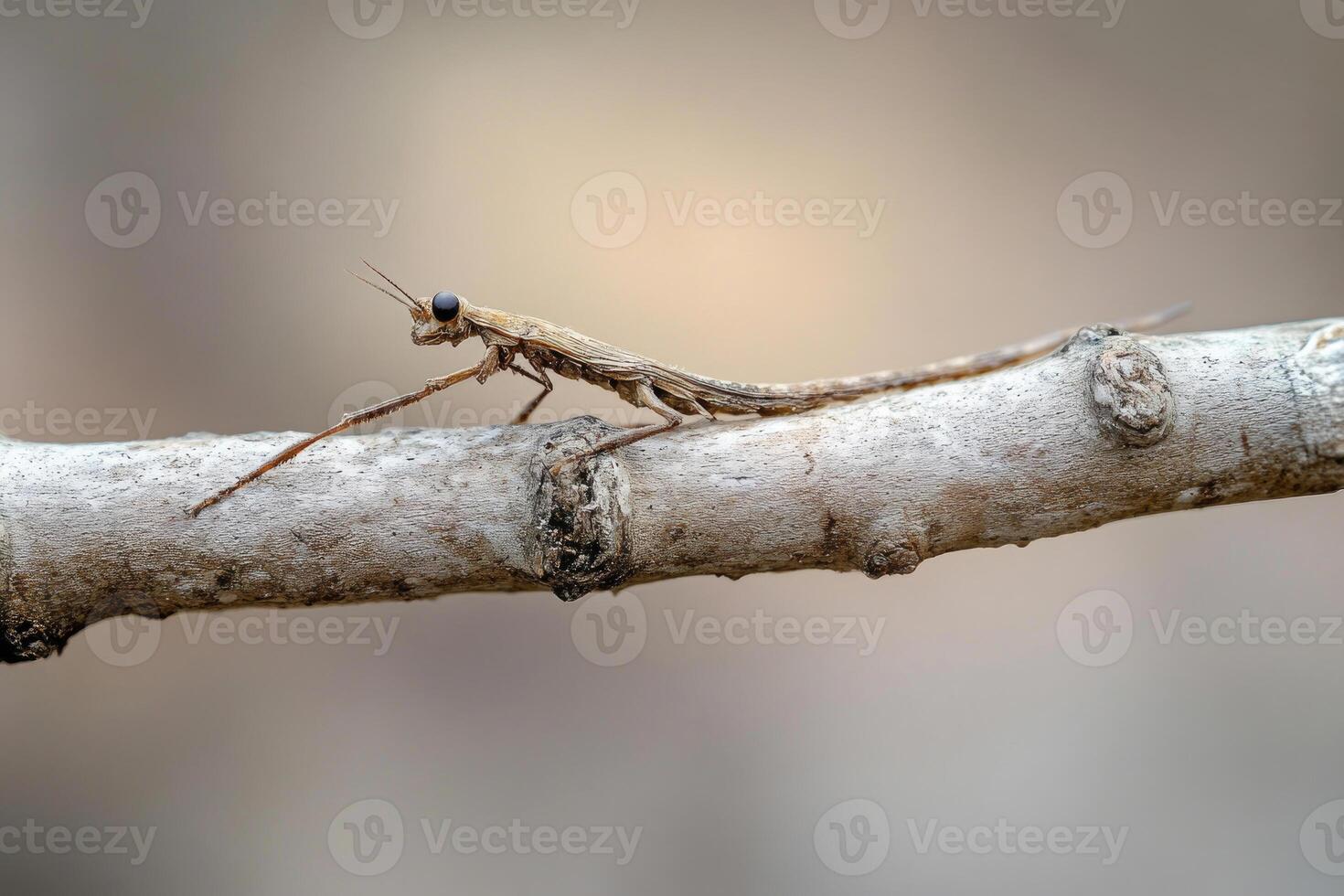 A stick insect perfectly camouflaged on a branch. photo