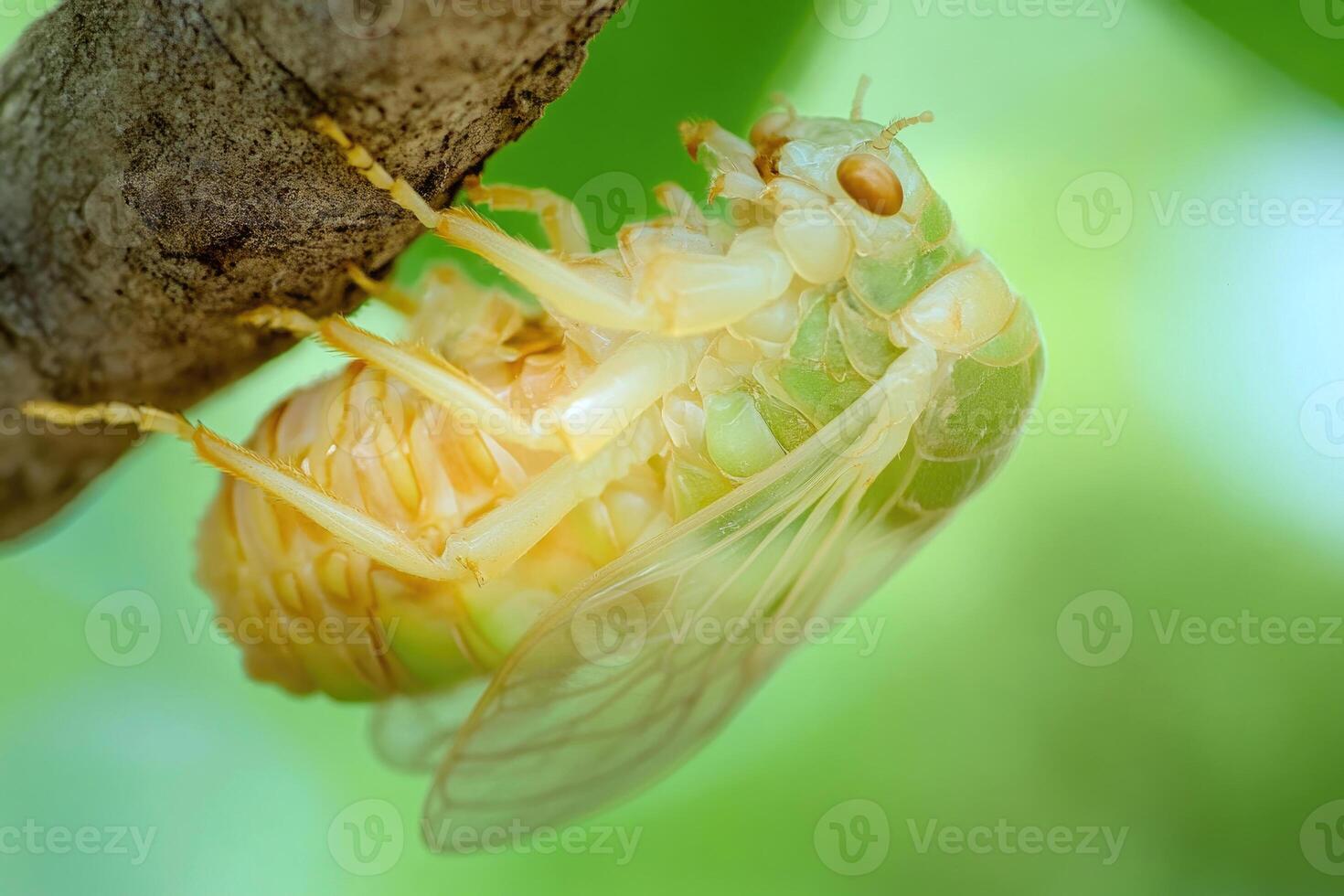 A cicada emerging from its exoskeleton. photo