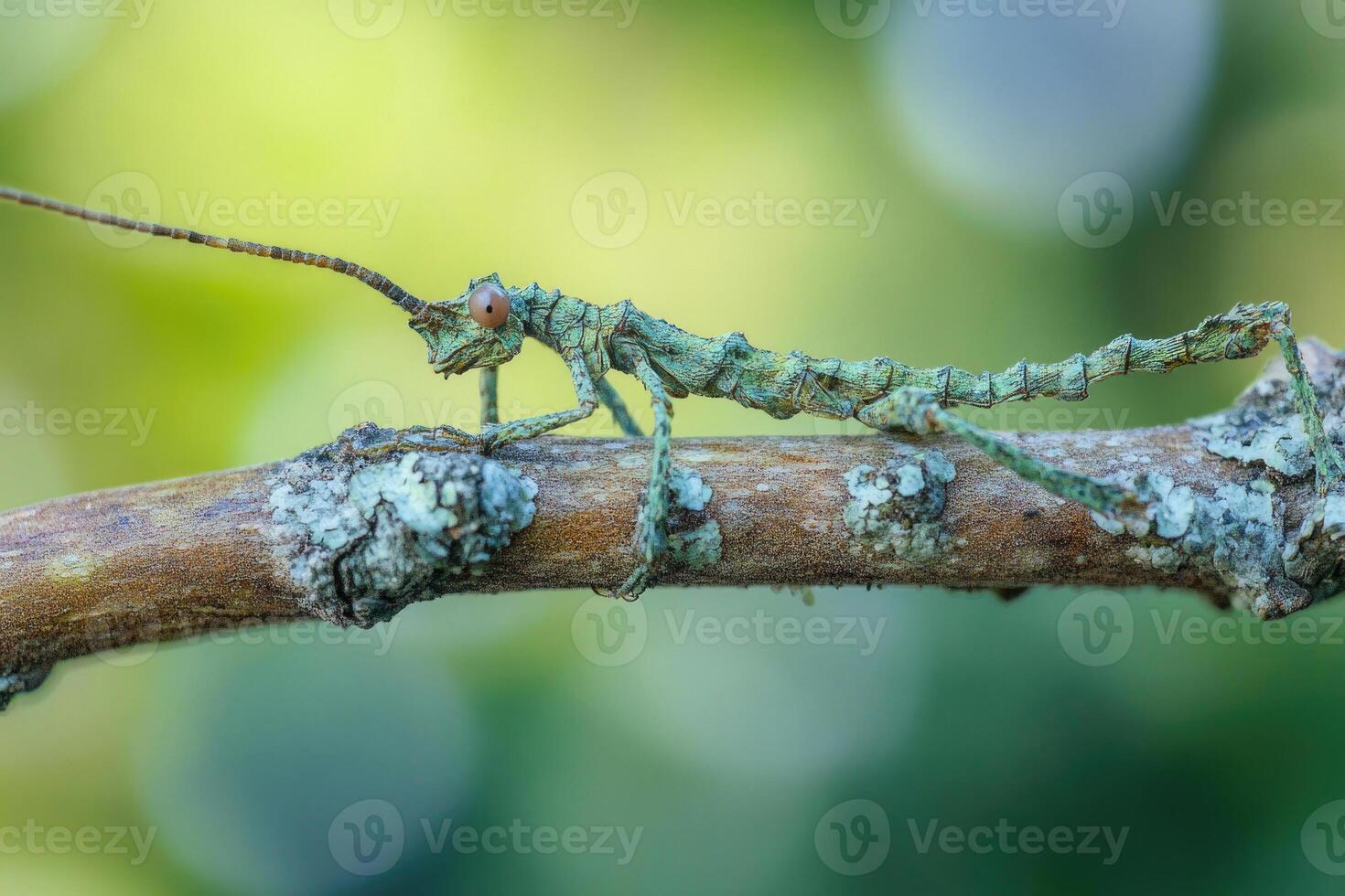 A stick insect perfectly camouflaged on a branch. photo
