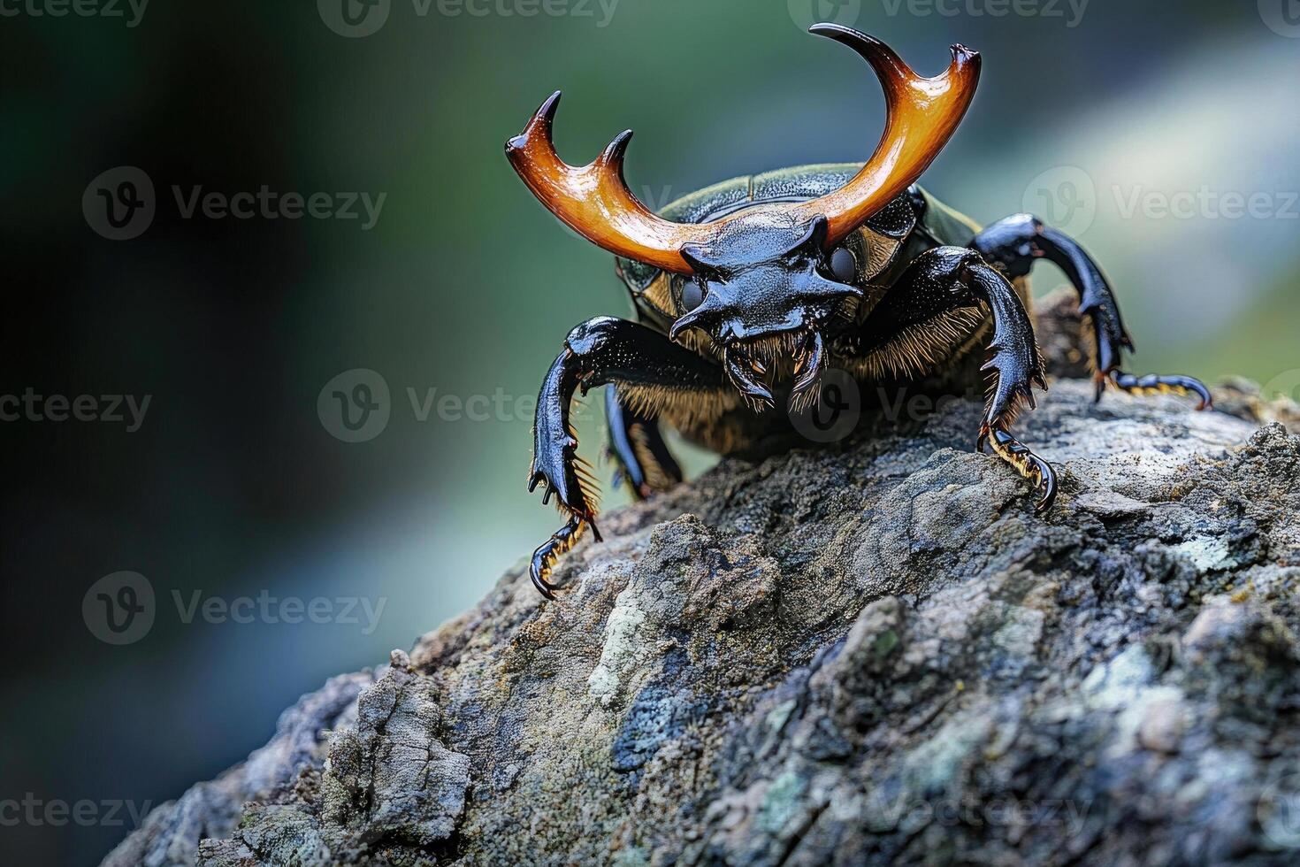 A stag beetle resting on a tree trunk. photo