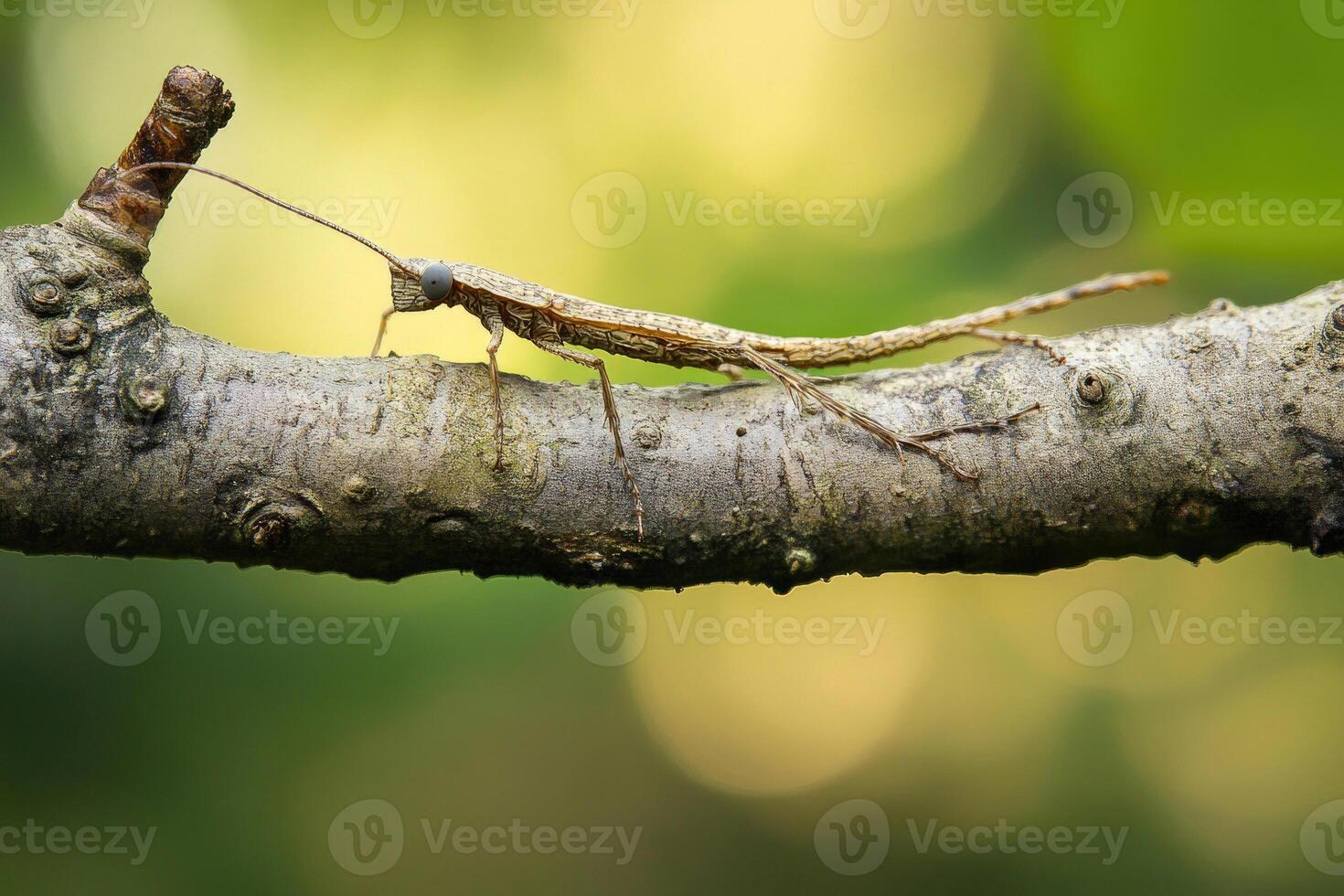A stick insect perfectly camouflaged on a branch. photo