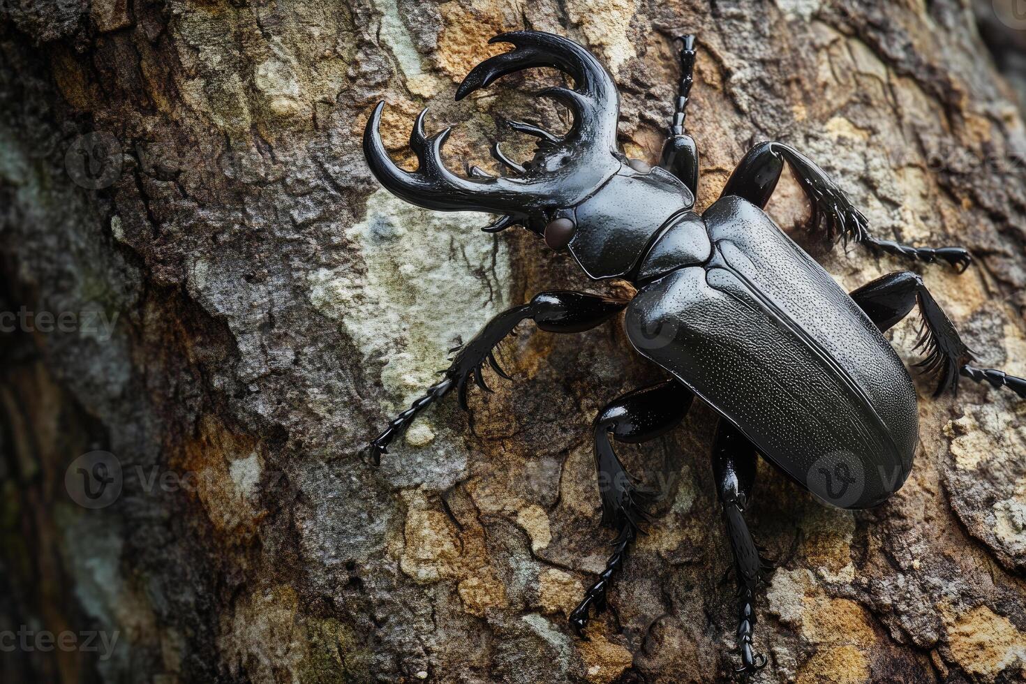 A stag beetle resting on a tree trunk. photo