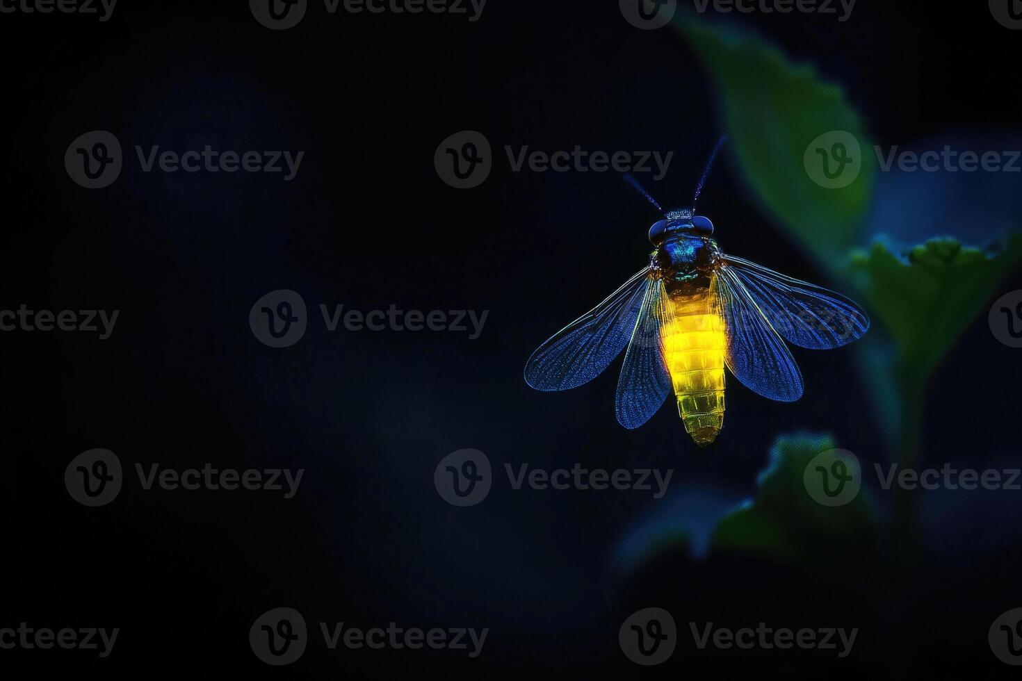 A firefly glowing in the night. photo
