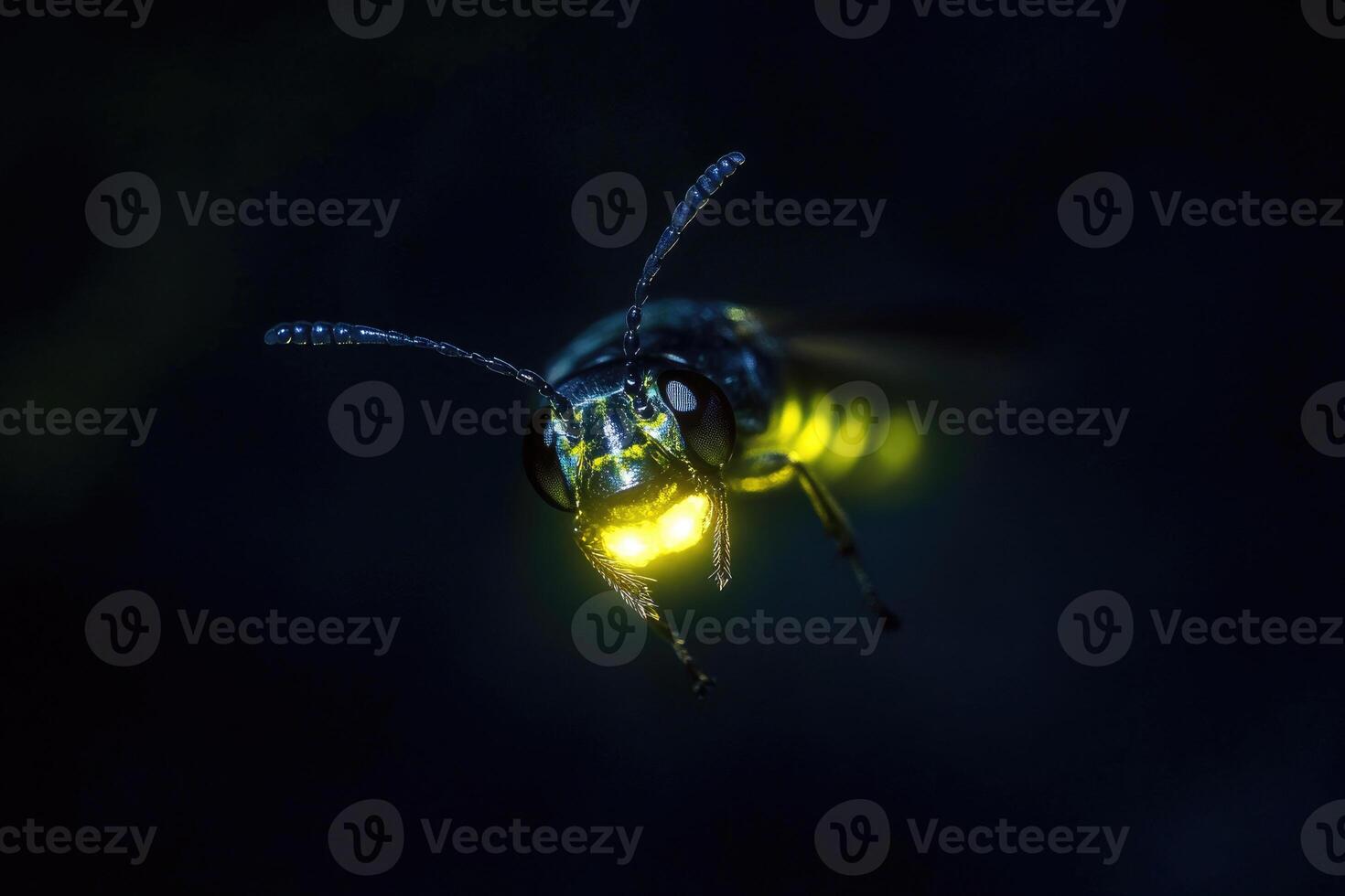 A firefly glowing in the night. photo