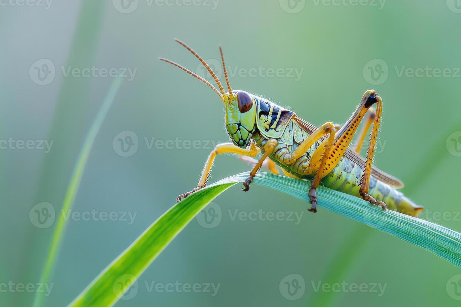 A grasshopper resting on a blade of grass. photo