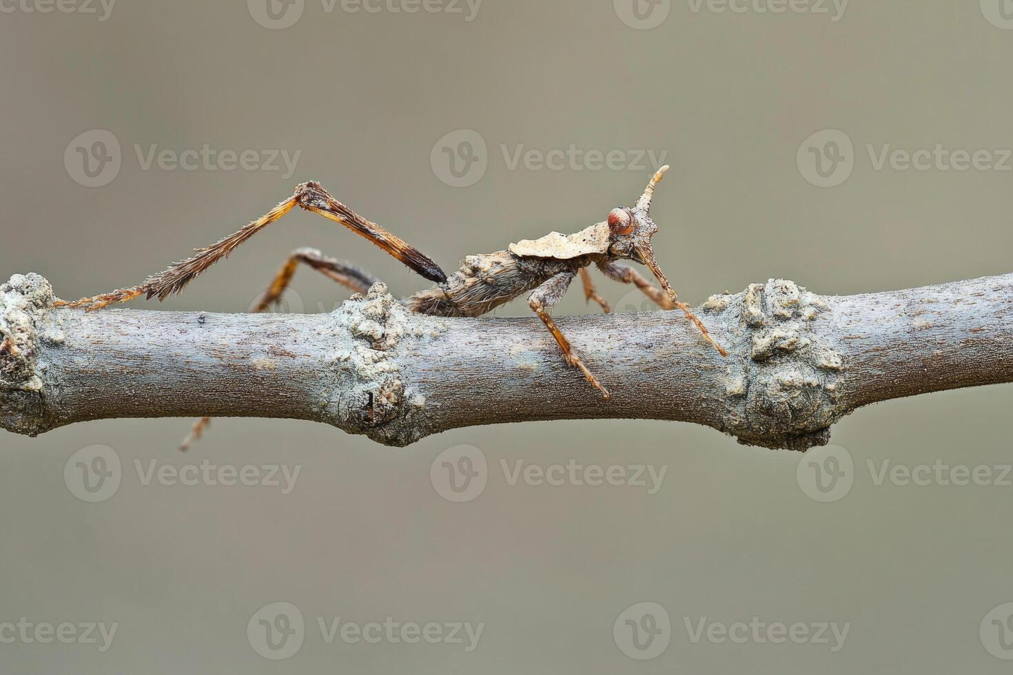 A stick insect perfectly camouflaged on a branch. photo
