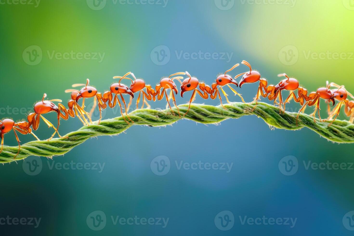 Ants forming a bridge with their bodies. photo
