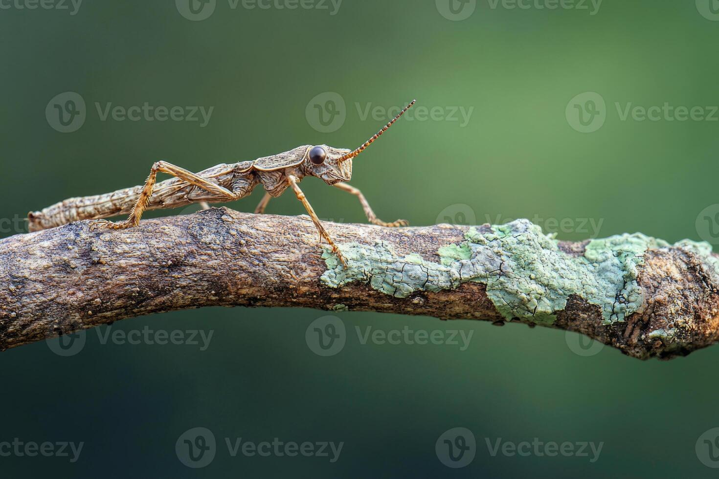 A stick insect perfectly camouflaged on a branch. photo