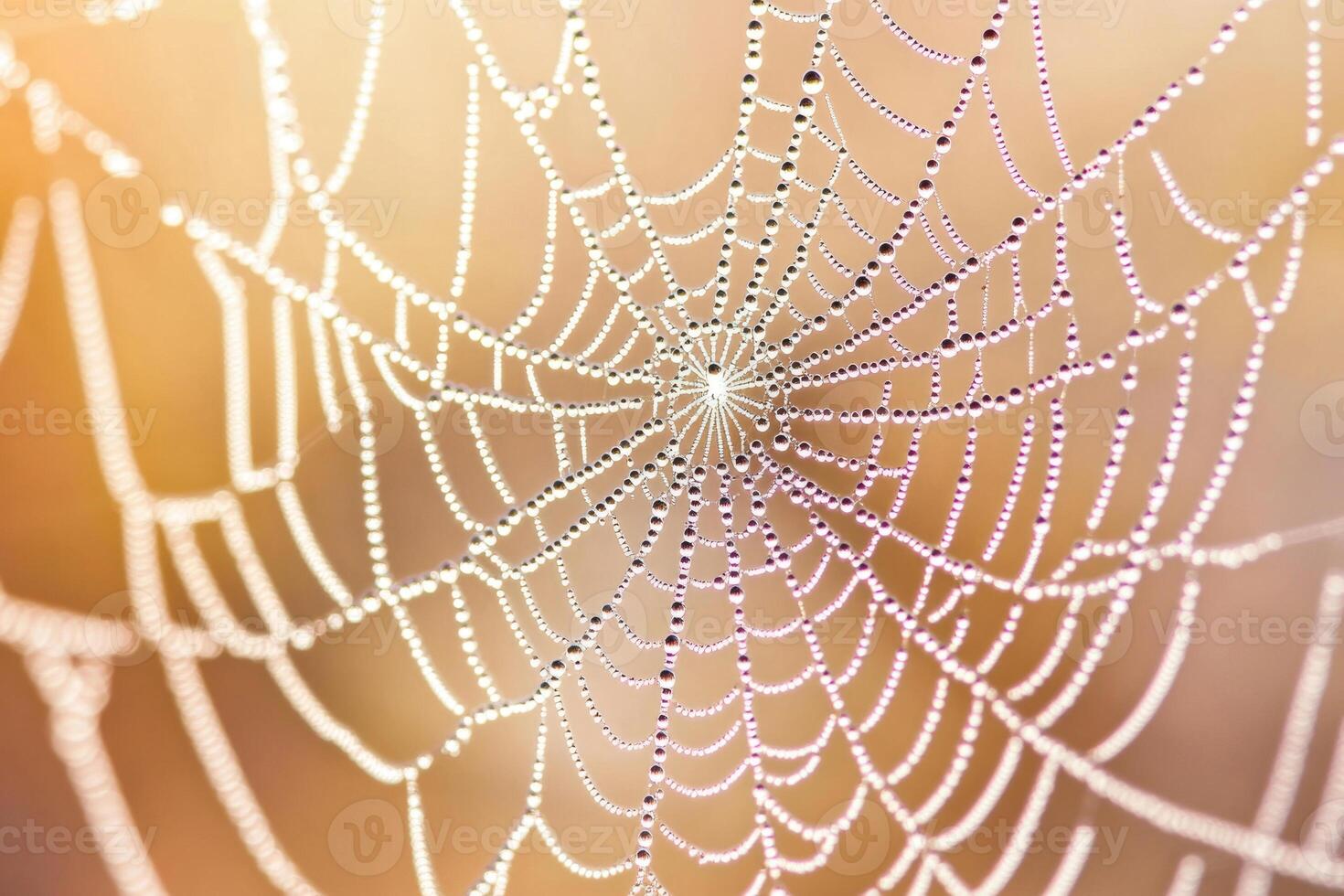 A spider web covered in morning dew. photo