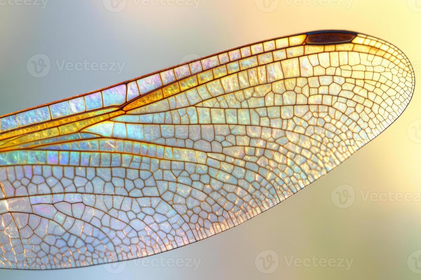 A dragonflys intricate wing pattern captured in detail. photo