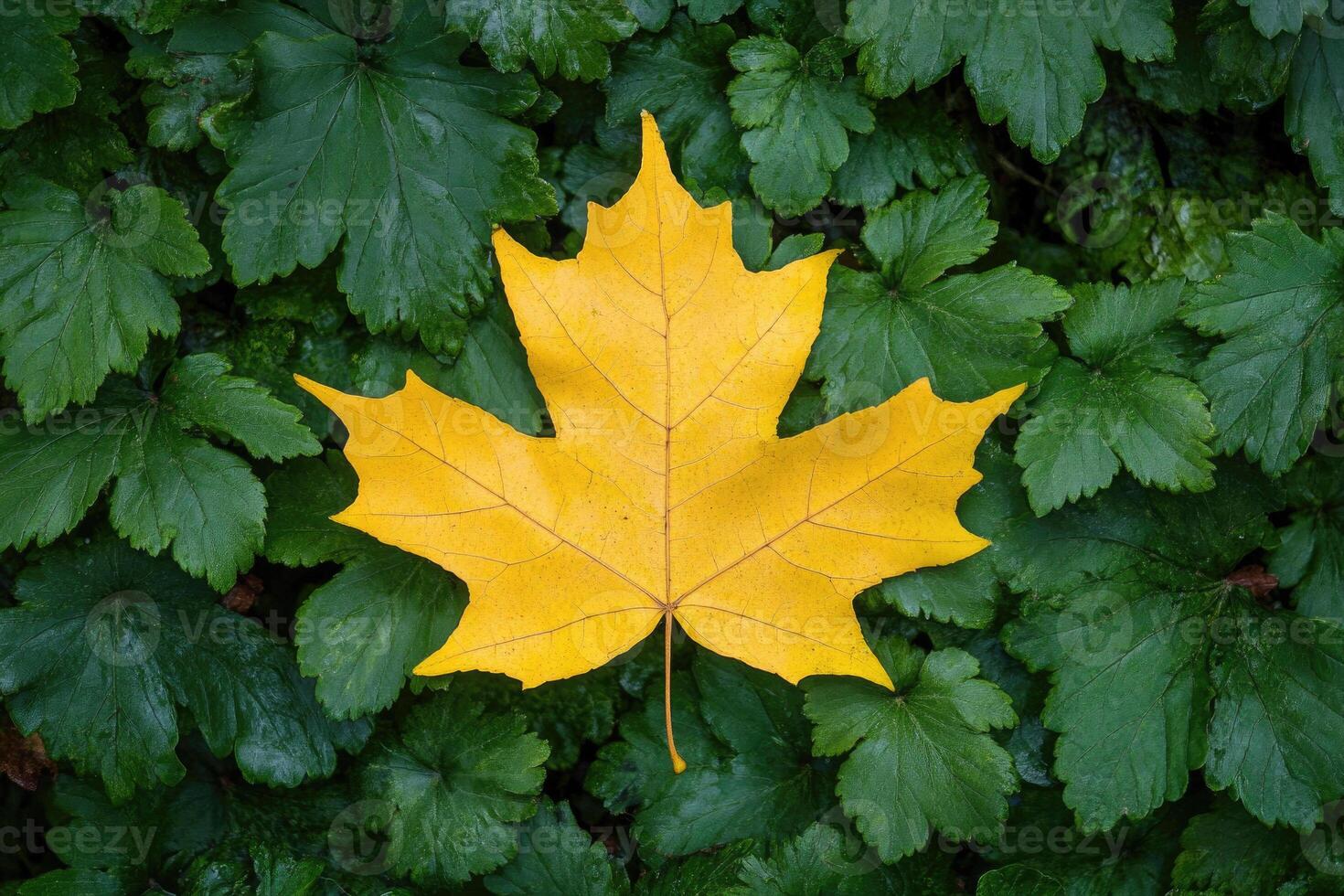 Yellow maple leaf lying on green foliage. photo