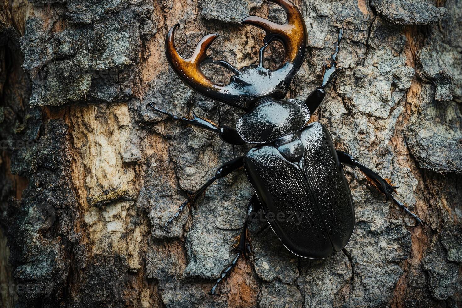 A stag beetle resting on a tree trunk. photo