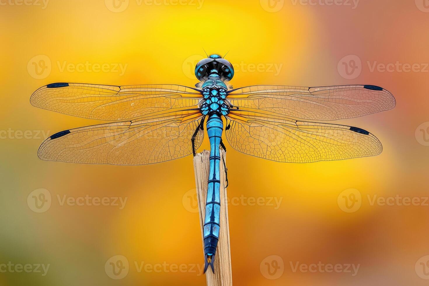 A dragonfly perched on a reed in a pond. photo