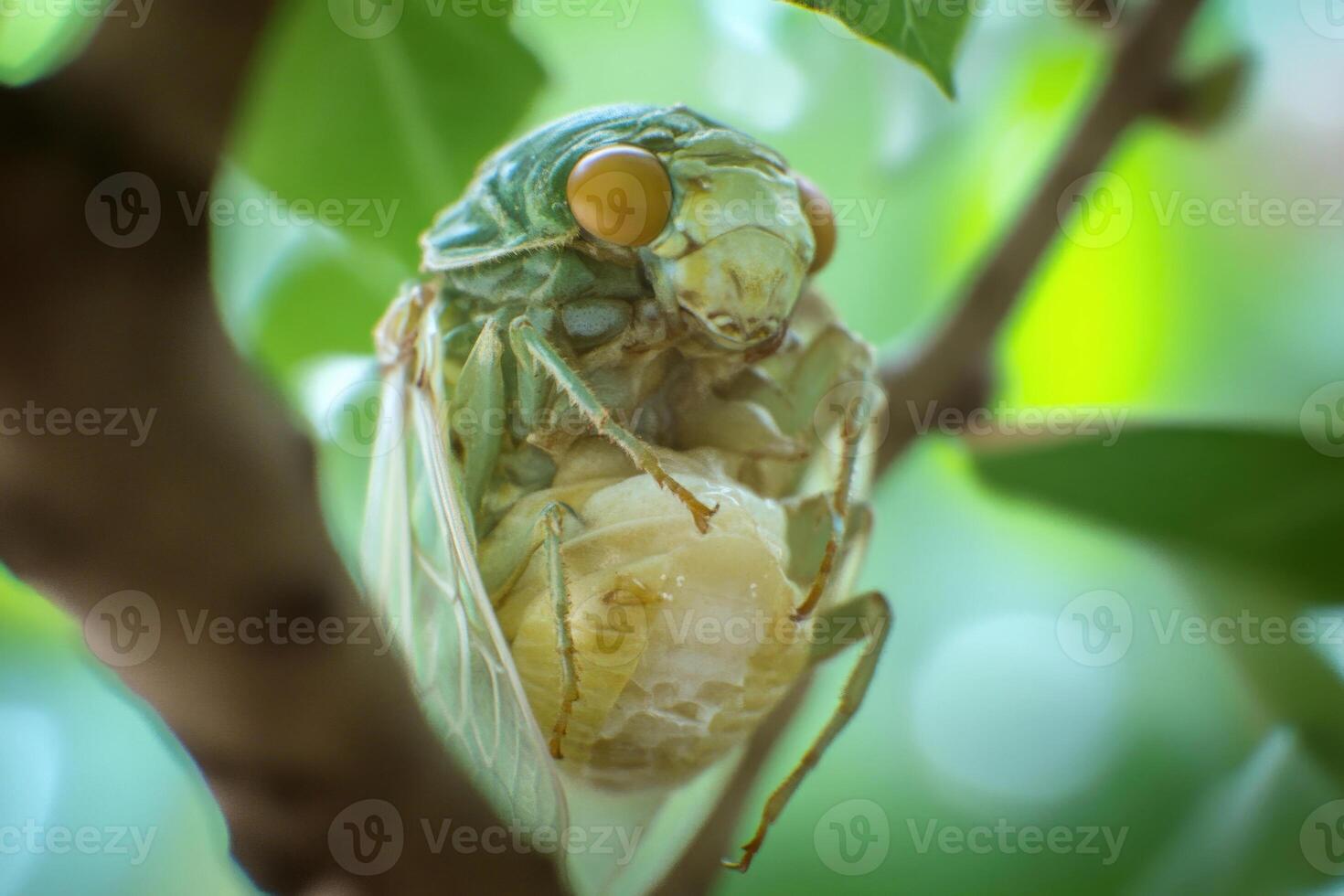 A cicada emerging from its exoskeleton. photo